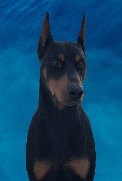renaissance_dobermans003001.jpg