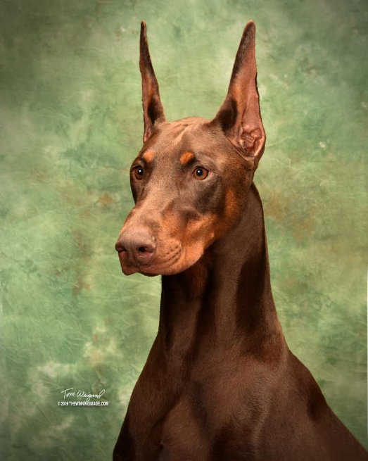 renaissance_dobermans004002.jpg