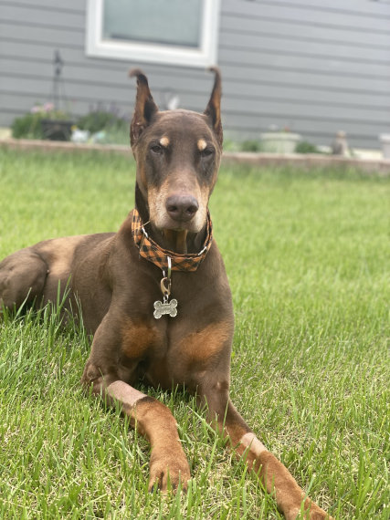renaissance_dobermans015001.jpg