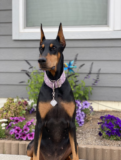 renaissance_dobermans015002.jpg